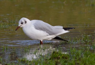 Black Headed Gull -  (Chroicocephalus ridibundus)