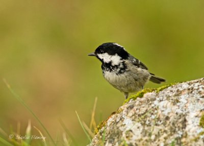 Coal Tit - Periparus ater