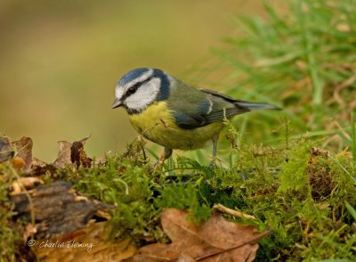 Blue Tit - Cyanistes caeruleus