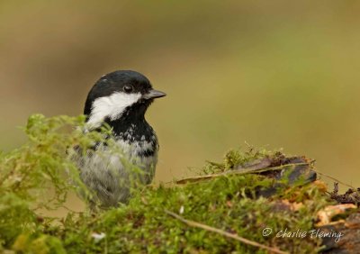 Coal Tit - Periparus ater