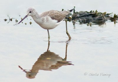 Greenshank - Tringa nebularia