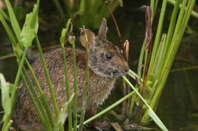 Marsh Rabbit - Sylvilagus palustris paludicola