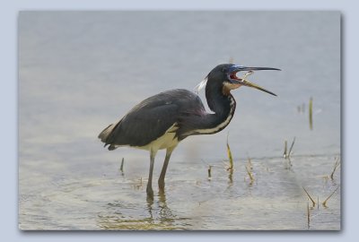 Tri-coloured Heron.