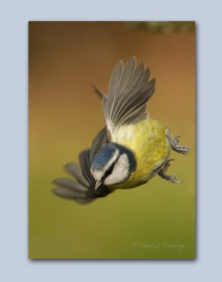 Blue Tit - Cyanistes caeruleus