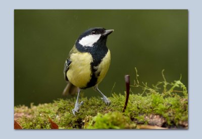 Great Tits - Parus major