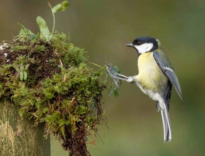 Great Tits - Parus major