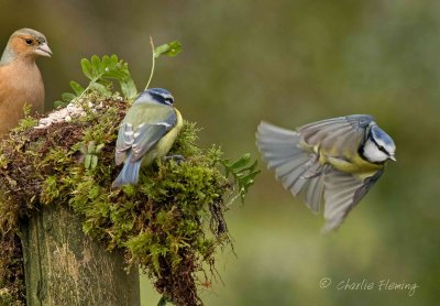 Blue Tit - Cyanistes caeruleus