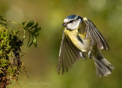 Blue Tit - Cyanistes caeruleus