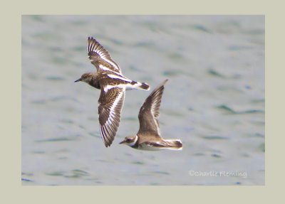 Turnstone Arenaria interpres