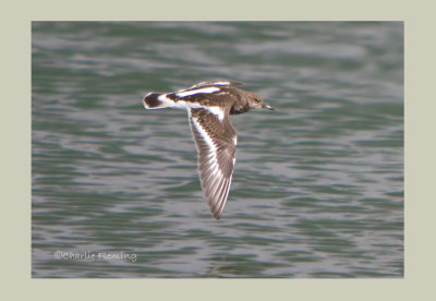 Turnstone Arenaria interpres