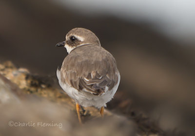 Ringed Plover