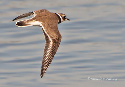 Ringed Plover