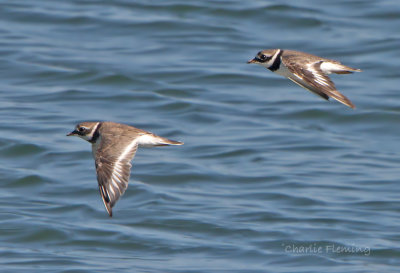 Ringed Plover