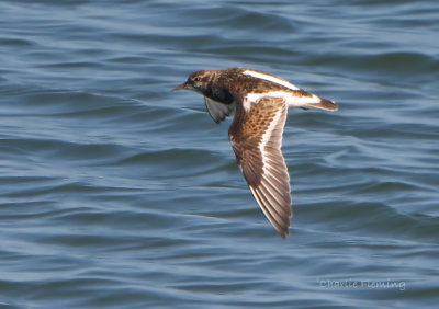 Turnstone Arenaria interpres