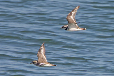 Ringed Plover