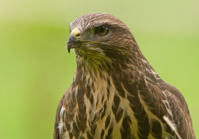 Buzzard - Buteo buteo