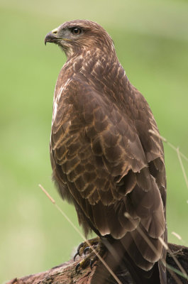 Buzzard - Buteo buteo