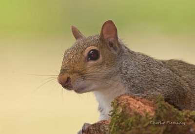 Grey Squirell