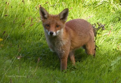 Red fox (Vulpes vulpes)