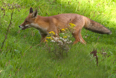 Red fox (Vulpes vulpes)