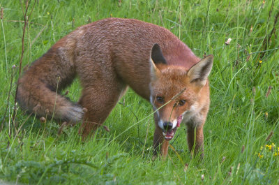 Red fox (Vulpes vulpes)