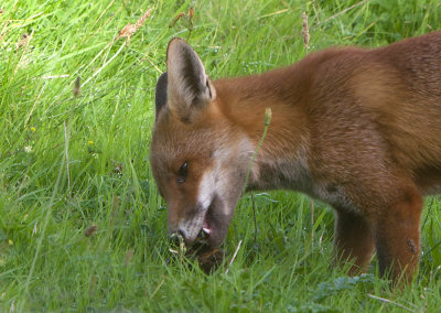 Red fox (Vulpes vulpes)