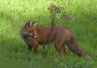 Red fox (Vulpes vulpes)