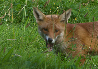 Red fox (Vulpes vulpes)