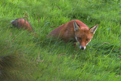 Red fox (Vulpes vulpes)
