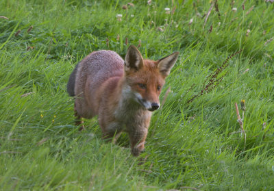 Red fox (Vulpes vulpes)