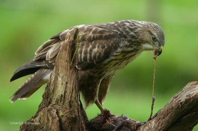 Buzzard-Buteo buteo