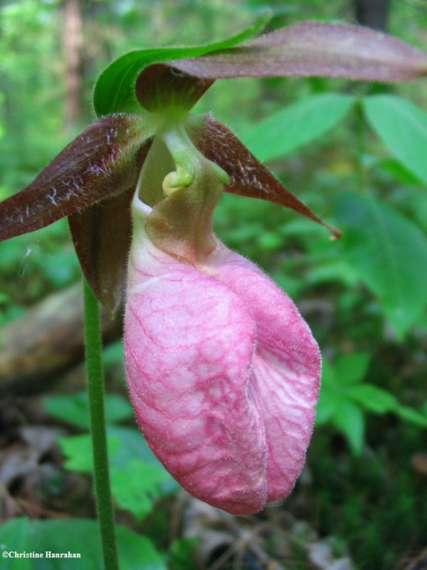 Pink lady-slipper (Cypripedium acaule)