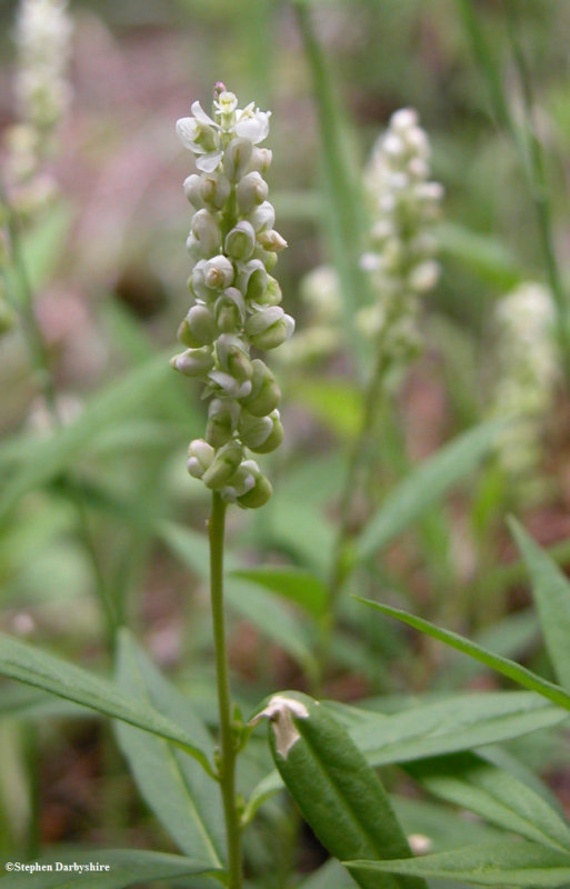 Whorled milkwort (Polygala verticilliata)