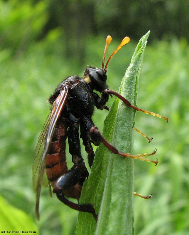 Elm sawfly, male (Cimbex americana)