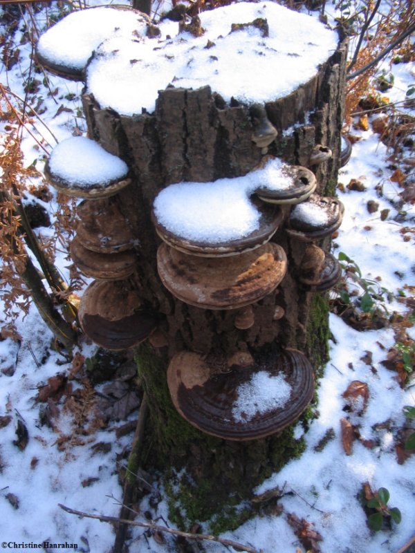 Ganoderma applanatum, Artist's conk