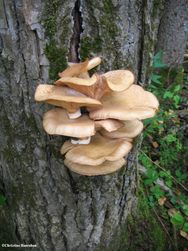 Armillaria sp.
