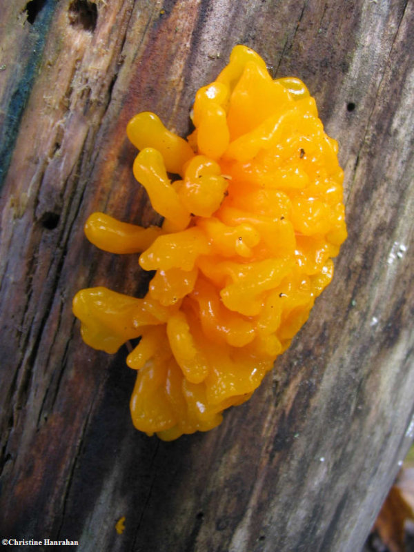 Orange jelly fungus Dacrymyces palmatus