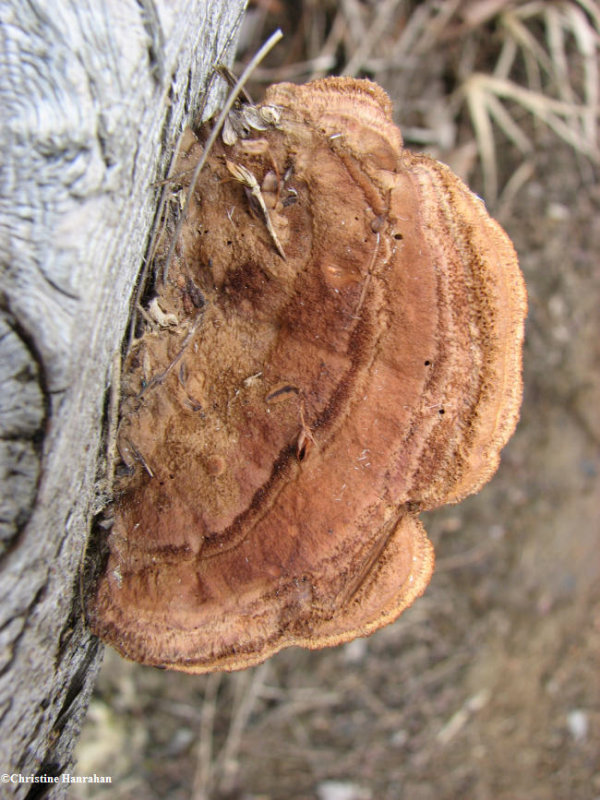 Lenzites betulina, Birch lenzites