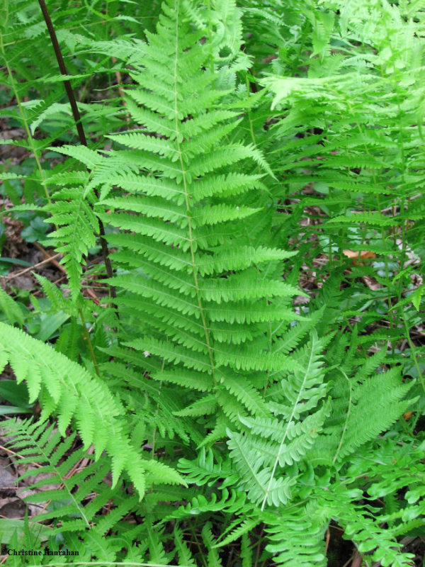 New York fern (Thelypteris noveboracensis)