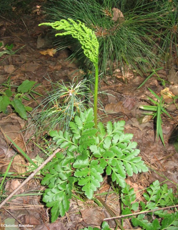 Grape fern (Botrychium) sp.