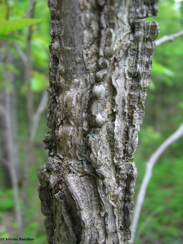 Bur oak (Quercus macrocarpa) bark