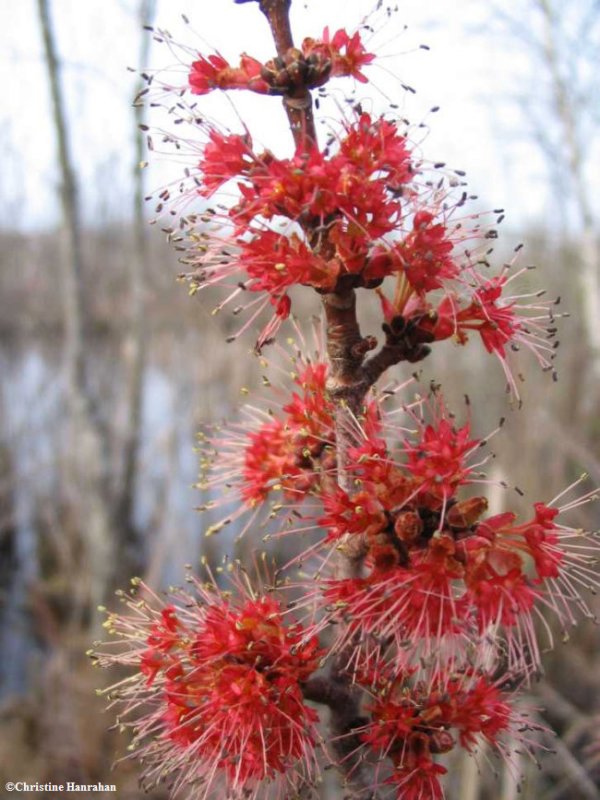 Red maple (Acer rubrum) flowers