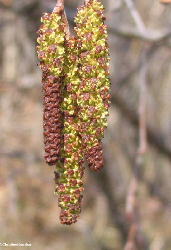 Speckled alder (Alnus rugosa) catkins