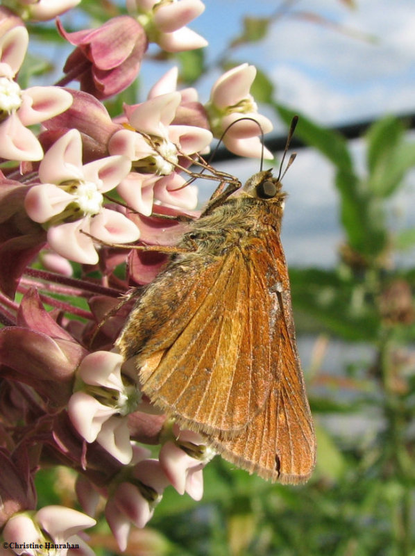 Dion skipper (Euphyes dion) on common milkweed