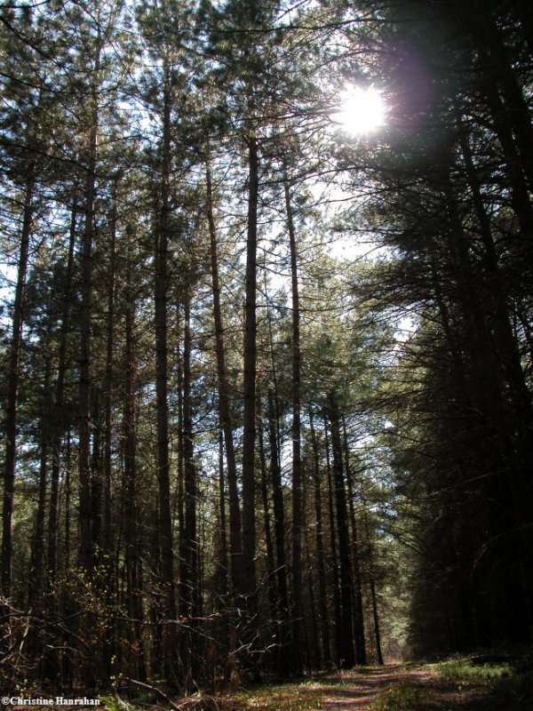 Sun through the pines on a spring day