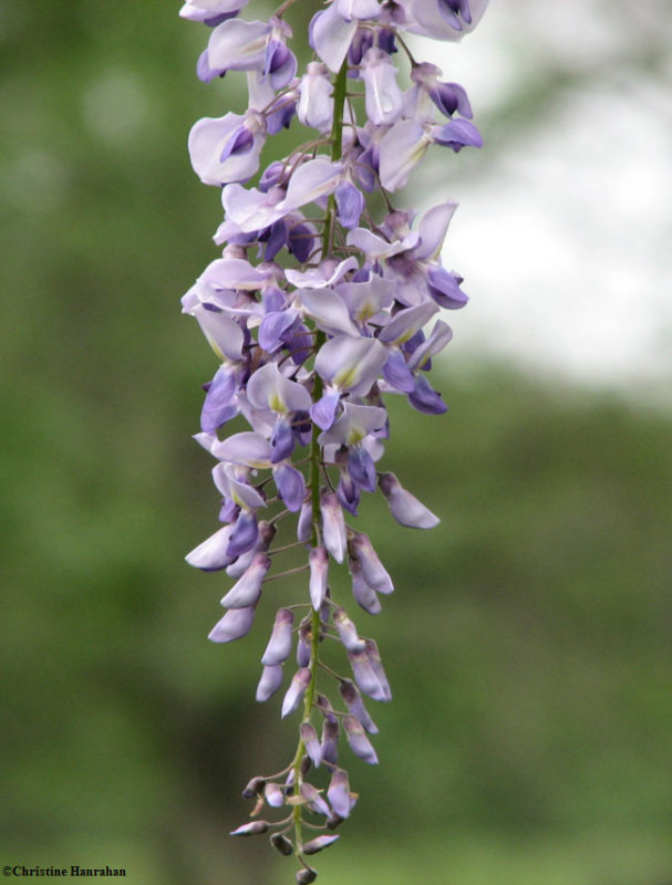 Wisteria