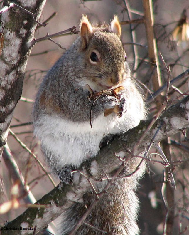 Grey squirrel eating amur maple seeds