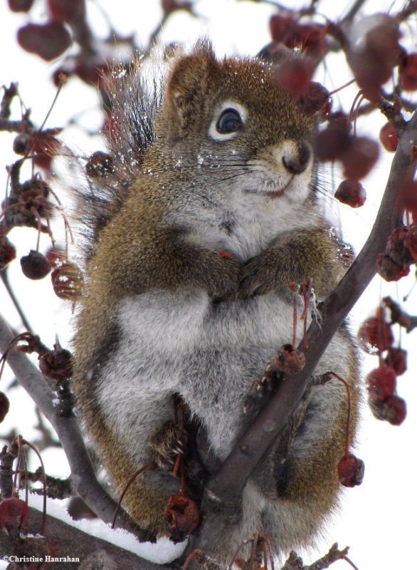 Red squirrel