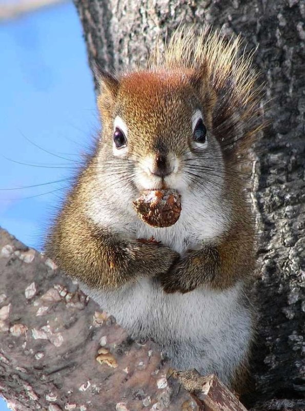 Red squirrel  with manchurian alder cone