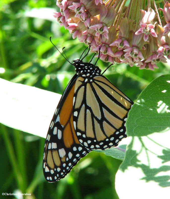 Monarch (Danaus plexippus)  on milkweed